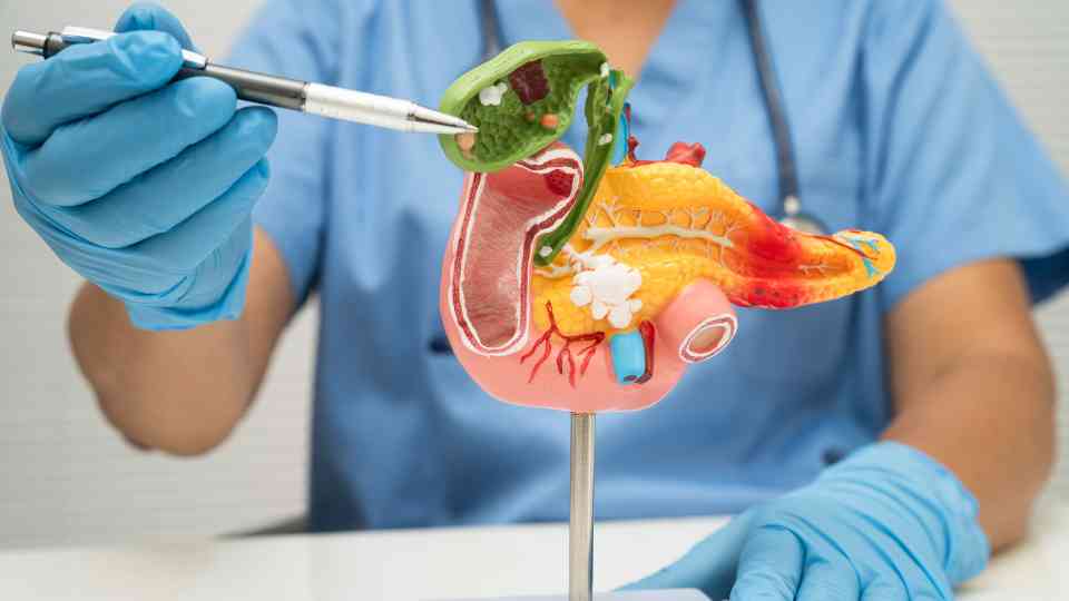 Pancreas model